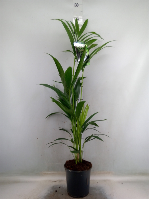<h4>Howea forsteriana</h4>