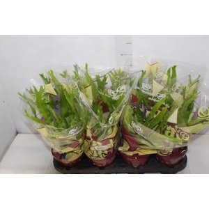 ASPLENIUM CRISSIE P14
