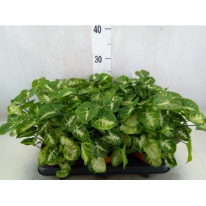 Syngonium  'Pixie'