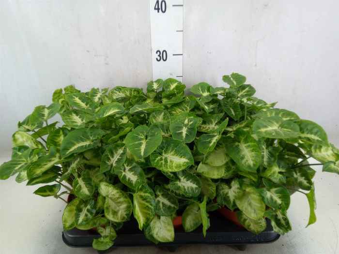 <h4>Syngonium  'Pixie'</h4>