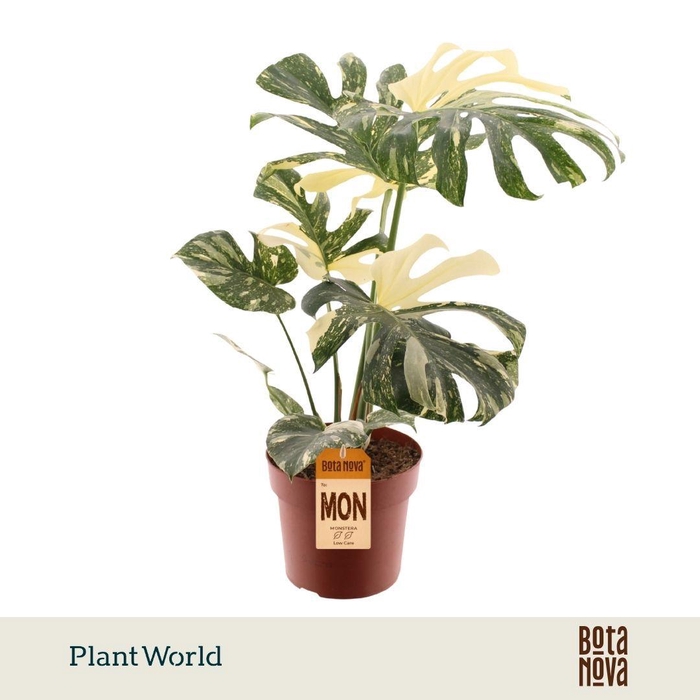 <h4>Monstera 'Thai Constellation'</h4>