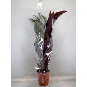 Calathea rufibarba 'Wavestar'