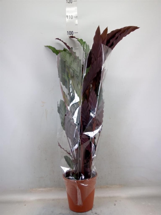 <h4>Calathea rufibarba 'Wavestar'</h4>