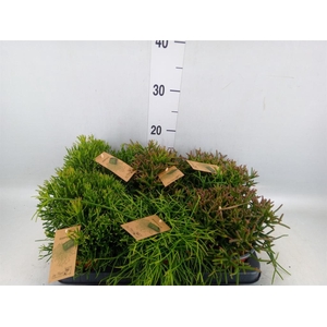 Rhipsalis ...mix