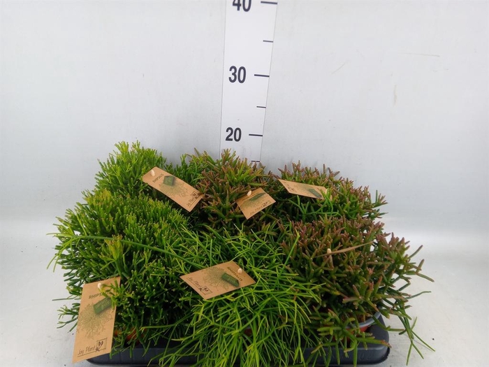 <h4>Rhipsalis ...mix</h4>