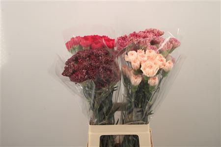 <h4>Di St Mix In The Bucket</h4>