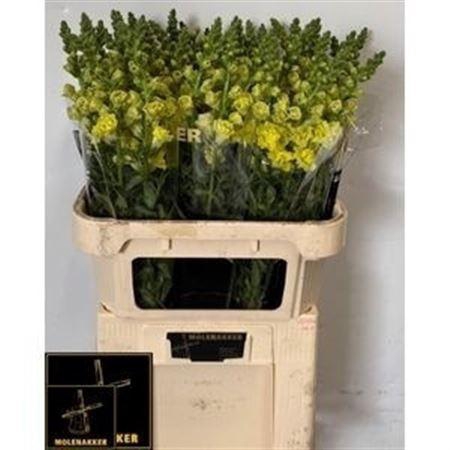 <h4>ANTIR HO DOU YELLOW</h4>