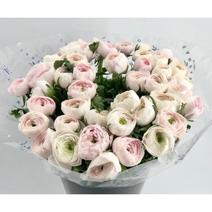 Ranunculus Clooney Hanoi Super