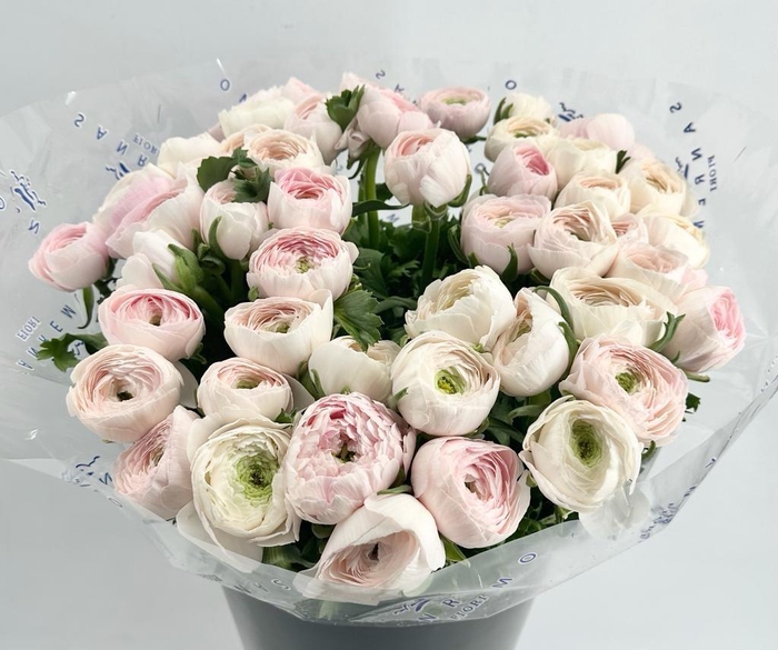 <h4>Ranunculus Clooney Hanoi Super</h4>
