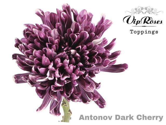 <h4>CHR G ANTONOV KLB H% Dark Cherry</h4>