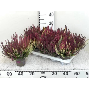 CALLU GA G TRI GIRLS