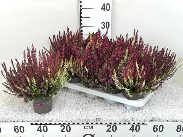 <h4>CALLU GA G TRI GIRLS</h4>