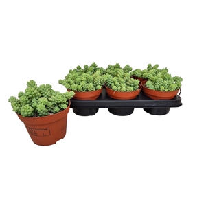 SEDUM BURRITO