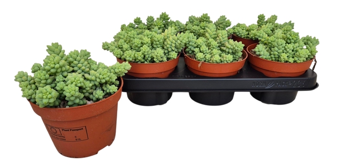 <h4>SEDUM BURRITO</h4>