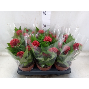 Celosia arg. CR 'Twisted Strawberr'