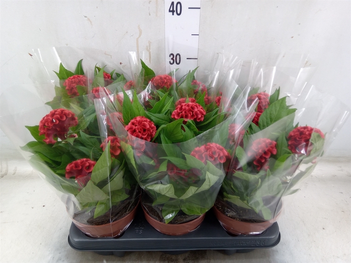<h4>Celosia arg. CR 'Twisted Strawberr'</h4>