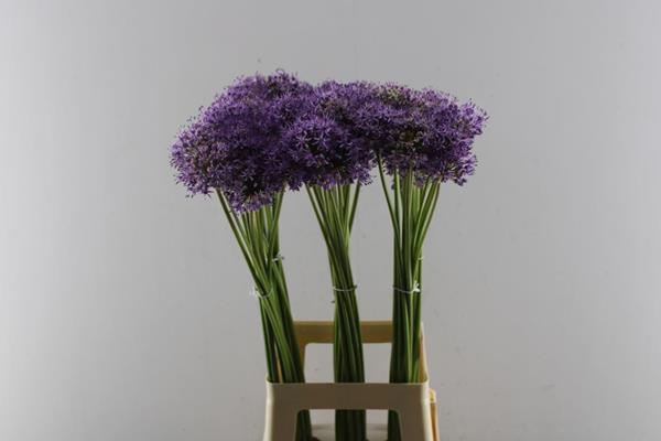 <h4>Allium Gladiator</h4>