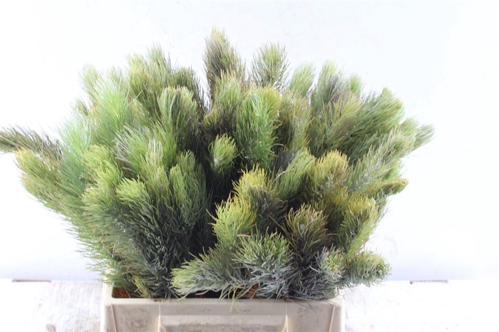 <h4>Kaaps Adenanthos</h4>