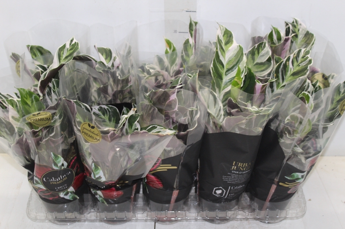 <h4>CALATHEA WHITE FUSION P12</h4>