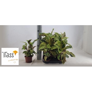 CALAT FUSION YELLOW