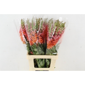 ANTIR POTOMAC ORANGE