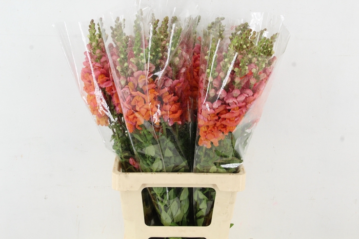 <h4>ANTIR POTOMAC ORANGE</h4>