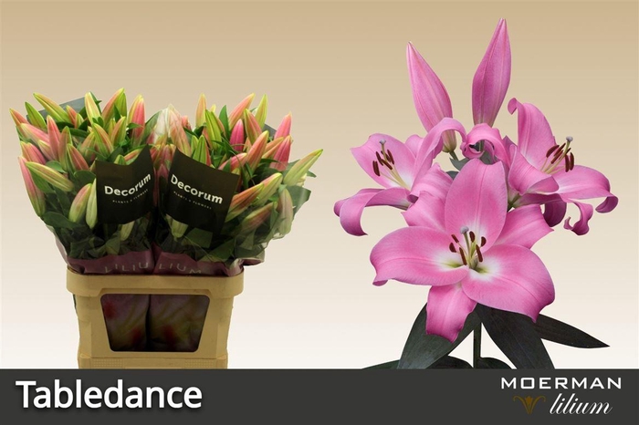 <h4>Li Ot Tabledance</h4>