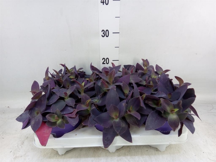 <h4>Tradescantia   ...</h4>