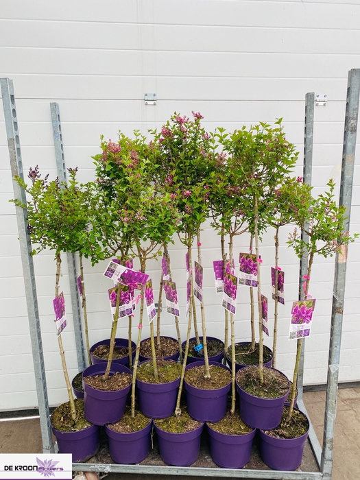 <h4>SYRI MEY PALIBIN</h4>