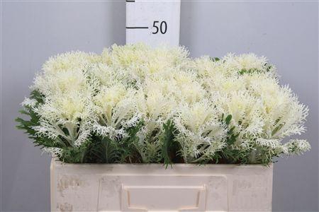 <h4>Brass Crane Fea Snow</h4>