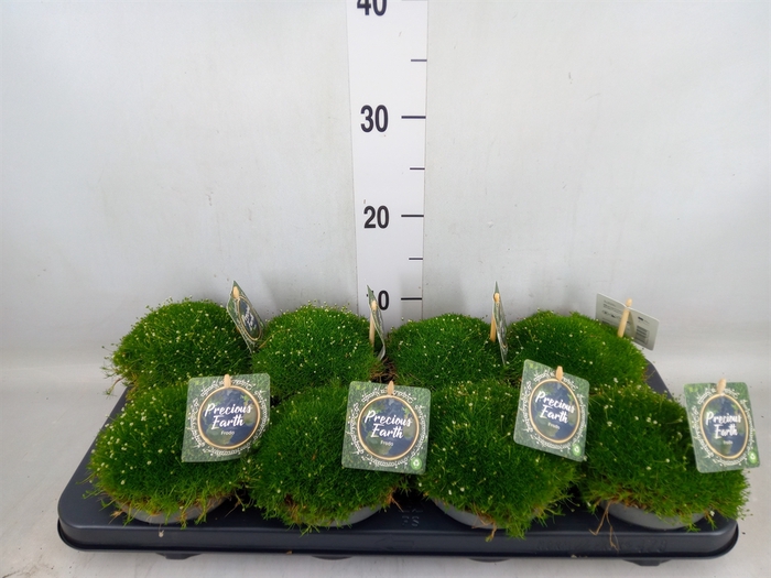 <h4>Sagina subulata</h4>