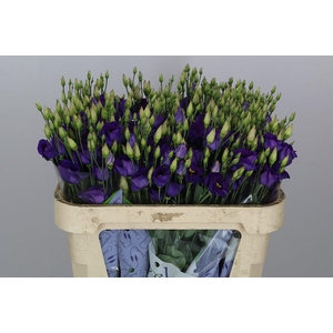 Eus E Picco Violet