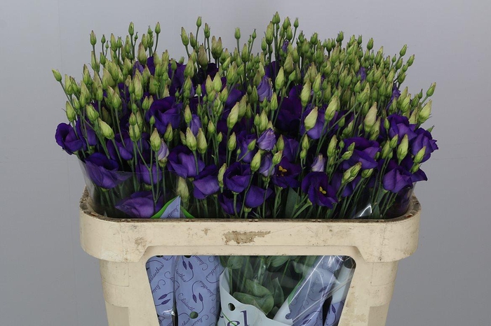 <h4>Eus E Picco Violet</h4>