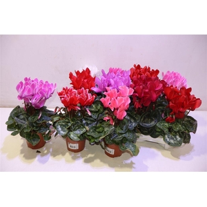 arr8 Cycl Md Sup Macro