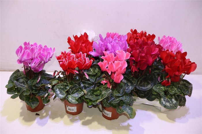 <h4>arr8 Cycl Md Sup Macro</h4>