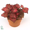 FITTONIA RED STAR 8,5 CM