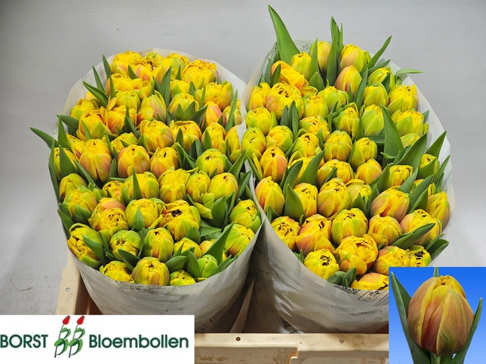 <h4>TU DU VUELTA</h4>