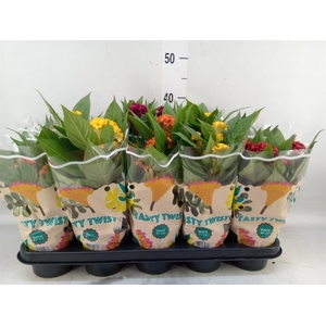 Celosia arg. CR 'Twisted'   ...mix