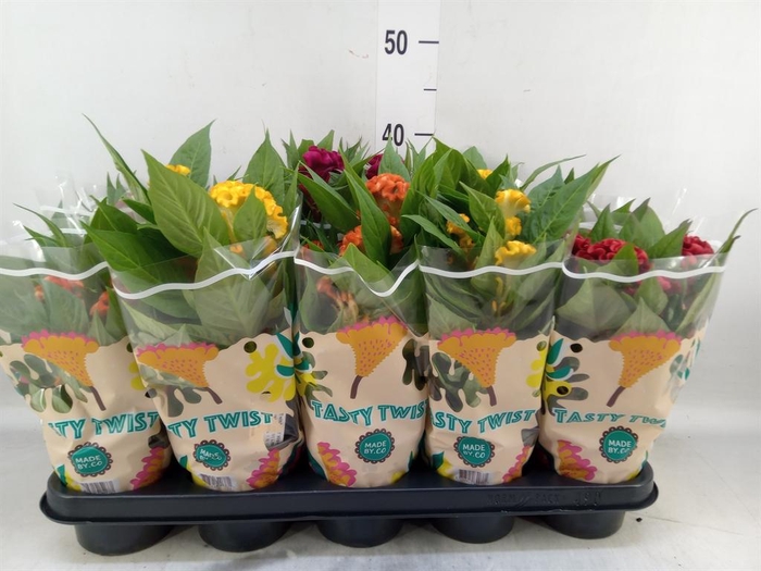 <h4>Celosia arg. CR 'Twisted'   ...mix</h4>
