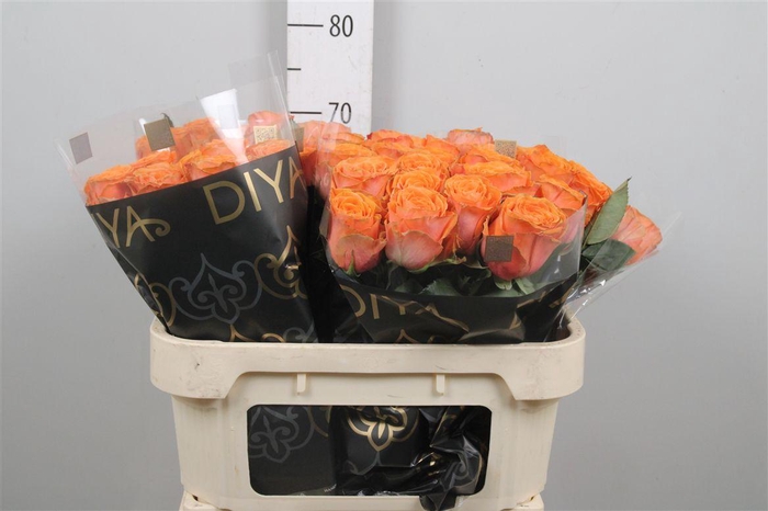 <h4>R Gr Tropic Horizon</h4>