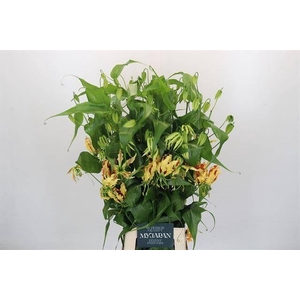 GLORIOSA ZIPANG SASAYA japan*