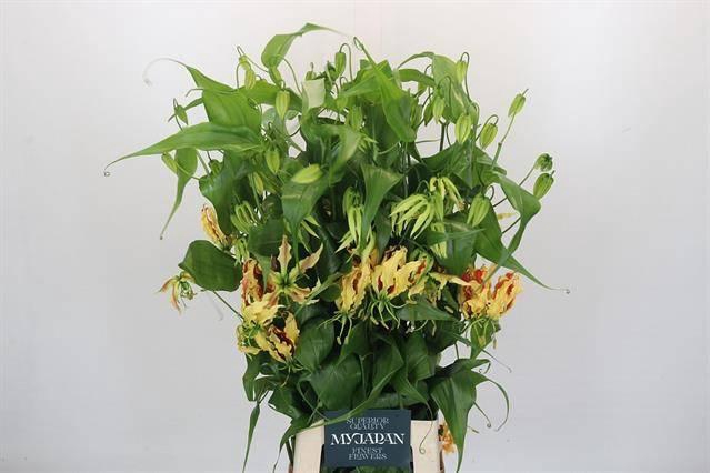 <h4>GLORIOSA ZIPANG SASAYA japan*</h4>