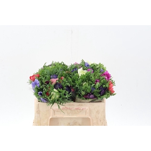 Anem Levante Gemengd