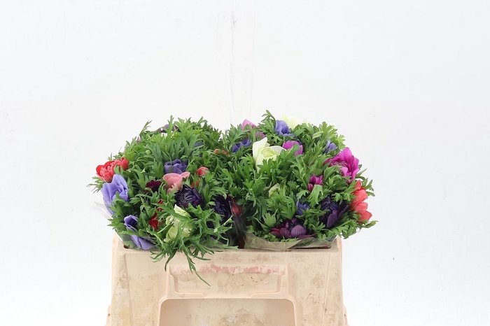 <h4>Anem Levante Gemengd</h4>