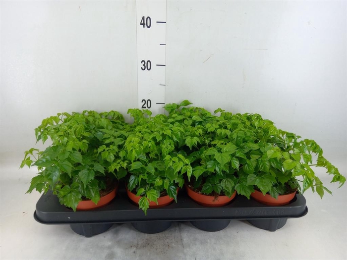 <h4>Radermachera sinica</h4>