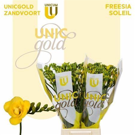 <h4>Fr Du Soleil Yellow</h4>