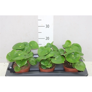 Peperomia Polybotrya Raindrop