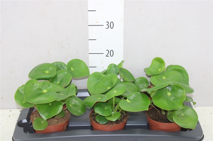 <h4>Peperomia Polybotrya Raindrop</h4>