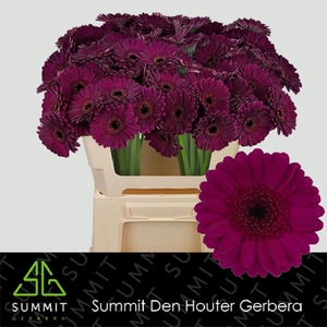 Germini Impact Water x60