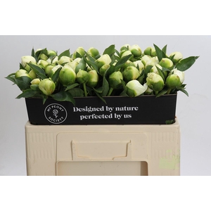 Paeonia Lact. Bridal  Shower